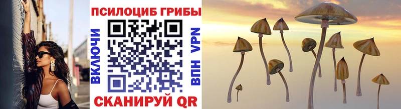 Купить  Кологрив  Галлюциногенные грибы Psilocybe 